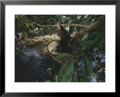 Sloth by Mattias Klum Pricing Limited Edition Print image