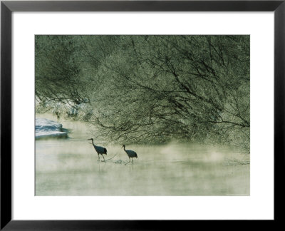 Japanese Or Red-Crowned Cranes Wade Through Mist Rising On A River by Tim Laman Pricing Limited Edition Print image
