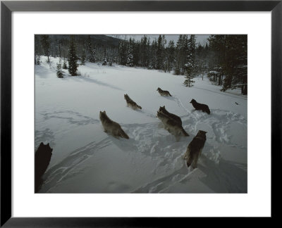Pack Of Gray Wolves, Canis Lupus, Gather To Get Ready For A Hunt by Jim And Jamie Dutcher Pricing Limited Edition Print image