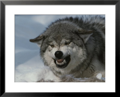 An Alpha Gray Wolf, Canis Lupus, Snarls And Bares Teeth At A Kill by Jim And Jamie Dutcher Pricing Limited Edition Print image