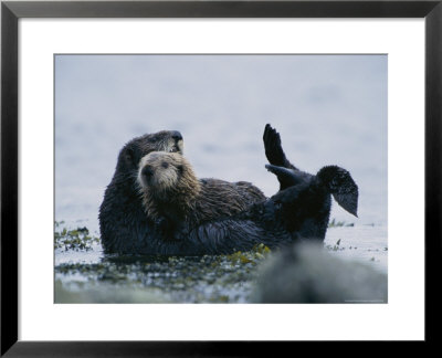 Sea Otter Cradling Her Pup In A Kelp Bed Off Of Adak Island by Joel Sartore Pricing Limited Edition Print image