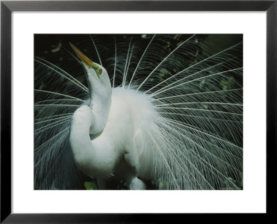 Great Egret, Breeding Display, Florida by Roy Toft Pricing Limited Edition Print image