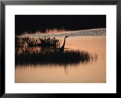 Silhouette Of A Great Blue Heron, Ardea Herodias, At Sunset by Raymond Gehman Pricing Limited Edition Print image