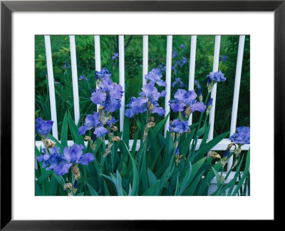 Iris Flowers Grow Along A White Fence by Michael Melford Pricing Limited Edition Print image