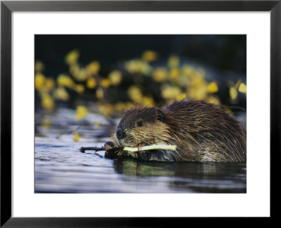 Beaver Eating The Bark Off Of A Small Twig by Michael S. Quinton Pricing Limited Edition Print image