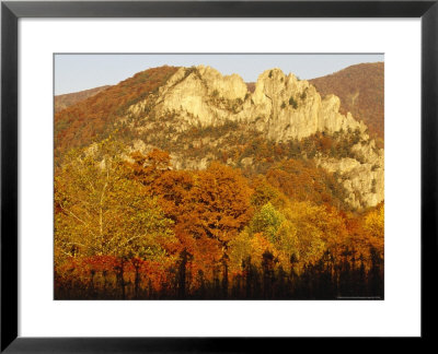 Sycamore And Oak Trees At Sunset by Raymond Gehman Pricing Limited Edition Print image