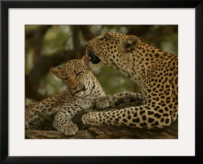 Mother Leopard, Panthera Pardus, Grooming Her Cub, Mombo, Okavango Delta, Botswana by Beverly Joubert Pricing Limited Edition Print image