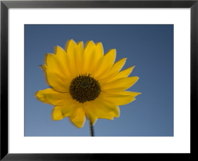 Close-Up Of A Sunflower, Flagstaff, Arizona by John Burcham Pricing Limited Edition Print image