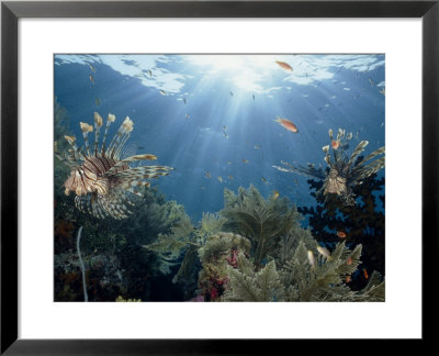 Reef Scenic With Common Lionfish And Other Fish, Crinoids, And Coral, Sulawesi, Indonesia by Paul Sutherland Pricing Limited Edition Print image