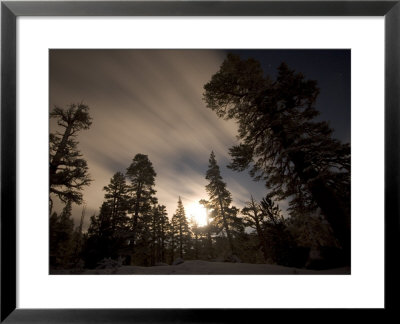 Conifer Trees In Moonlight At Sonora Pass In Winter, Stanislaus National Forest Reserve, California by Phil Schermeister Pricing Limited Edition Print image