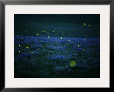Lightning Bugs And Wild Alfalfa Blanket The Prairie by Jim Richardson Pricing Limited Edition Print image