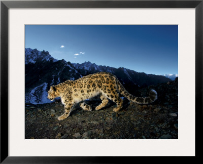 A Snow Leopard Traverses A Rocky Slope by Steve Winter Pricing Limited Edition Print image
