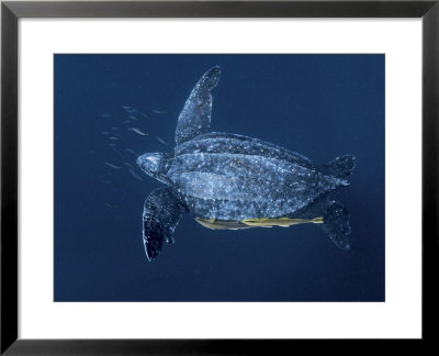 Remoras Attach To A Leatherback Turtle In Underwater Foraging Grounds by Brian J. Skerry Pricing Limited Edition Print image