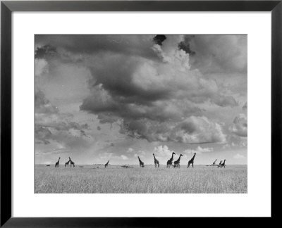 Giraffes Roaming Through The Field by Eliot Elisofon Pricing Limited Edition Print image