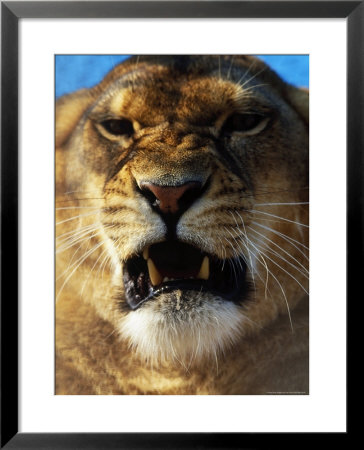 Close-Up Of Lioness Growling by Tim Lynch Pricing Limited Edition Print image