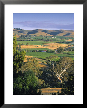 Vineyards, Barossa Valley, South Australia, Australia by Doug Pearson Pricing Limited Edition Print image
