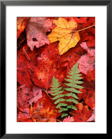 Fallen Maple Leaves And Ferns by Charles Sleicher Pricing Limited Edition Print image