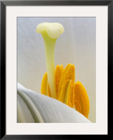 Lily Stamen Close-Up by Nancy Rotenberg Pricing Limited Edition Print image