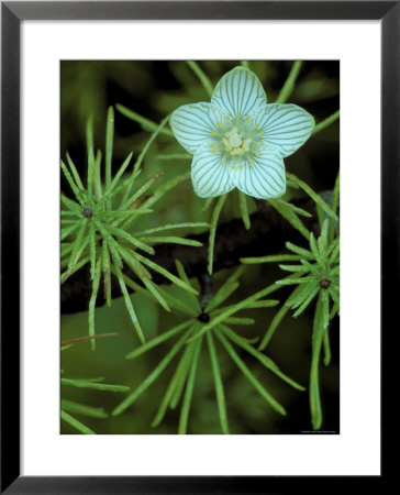 Grass Of Parnassus Flower Growing Through Tamarack Tree Needles In Autumn, Michigan, Usa by Mark Carlson Pricing Limited Edition Print image