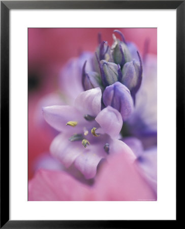 Hyacynth Close-Up, Pennsylvania, Usa by Nancy Rotenberg Pricing Limited Edition Print image
