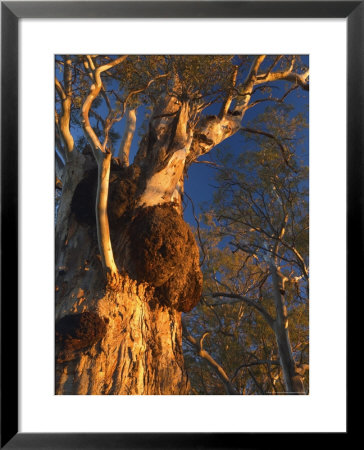 River Red Gum Tree, Hattah-Kulkyne National Park, Victoria, Australia, Pacific by Jochen Schlenker Pricing Limited Edition Print image
