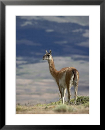 Guanaco (Lama Guanicse) Standing On A Ridge, Torres Del Paine, Patagonia, Chile, South America by James Hager Pricing Limited Edition Print image