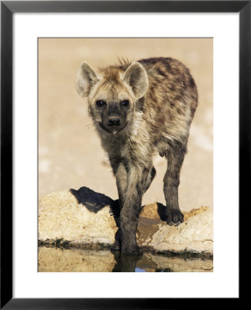 Spotted Hyena, Crocuta Crocuta, Kgalagadi Transfrontier Park, South Africa, Africa by Ann & Steve Toon Pricing Limited Edition Print image