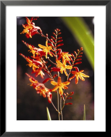 Tropical Flower by James P. Mcvey Pricing Limited Edition Print image