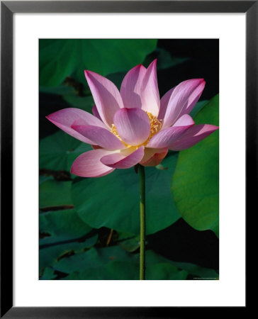 Lotus Flowers At Lotus Farm, Phnom Krom, Angkor, Siem Reap, Cambodia by Richard I'anson Pricing Limited Edition Print image