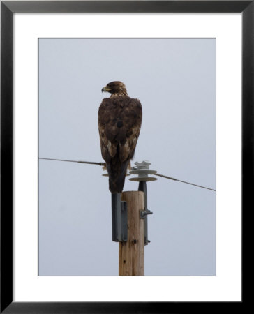Golden Eagle Sits On Top Of A Power Pole by Joel Sartore Pricing Limited Edition Print image