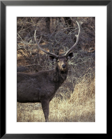 Sambar Deer Stag With Impressive Antlers Stands To Attention by Jason Edwards Pricing Limited Edition Print image