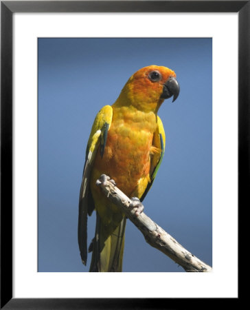 Sun Conure Parrot At The Sedgwick County Zoo, Kansas by Joel Sartore Pricing Limited Edition Print image