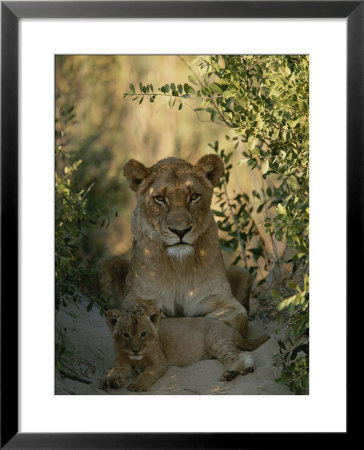 Baby Lion, Panthera Leo, Rests At Its Mother's Feet by Kim Wolhuter Pricing Limited Edition Print image