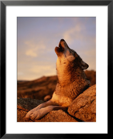 Howling Gray Wolf In The Desert by Norbert Rosing Pricing Limited Edition Print image