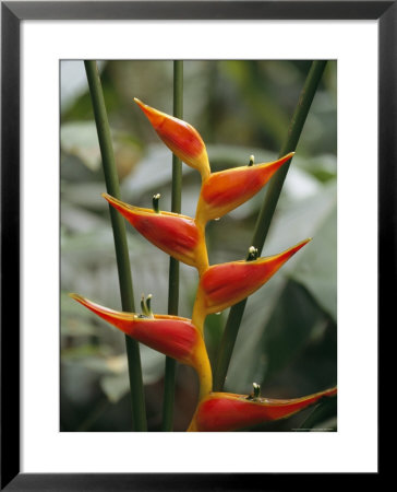 Close View Of A Heliconia Tropical Flower Near The Amazon River by Tim Laman Pricing Limited Edition Print image