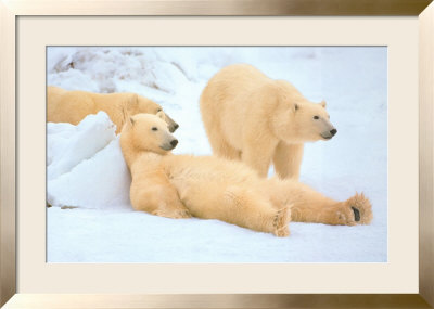 Bad Boys Of The Arctic, Polar Bears by Thomas D. Mangelsen Pricing Limited Edition Print image