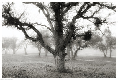 Oak Tree In The Fog by Shane Settle Pricing Limited Edition Print image