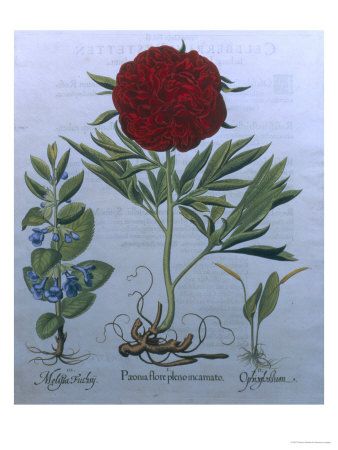 Paeonia Flora Pleno by Basilius Besler Pricing Limited Edition Print image