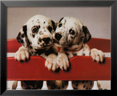 Dalmation Pups by Ron Kimball Pricing Limited Edition Print image