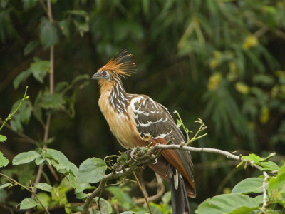 Close-Up Of Hoatzin Bird On Tree Limb, Madre De Dios Province, Amazon River Basin, Peru by Dennis Kirkland Pricing Limited Edition Print image