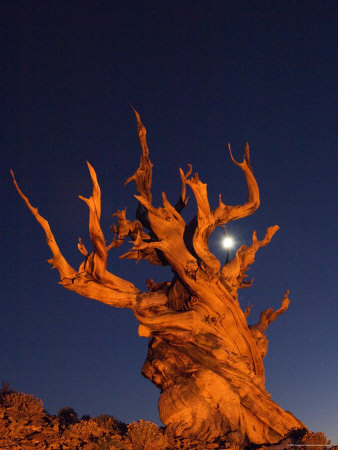 Moon And Ancient Bristlecone Pine Tree, White Mountains, California, Usa by Dennis Kirkland Pricing Limited Edition Print image
