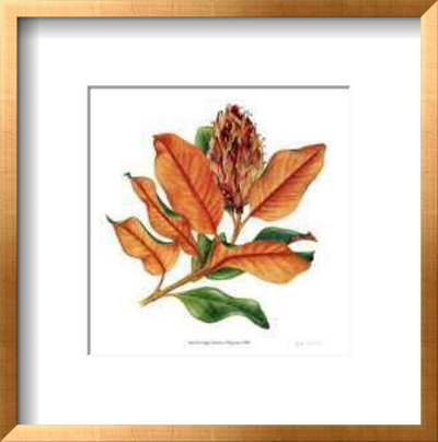Southern Magnolia by Pamela Stagg Pricing Limited Edition Print image