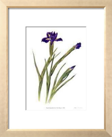 Dutch Iris by Pamela Stagg Pricing Limited Edition Print image