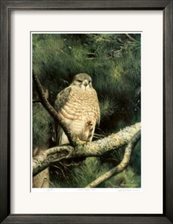 Broad Winged Hawk by Claudio D'angelo Pricing Limited Edition Print image