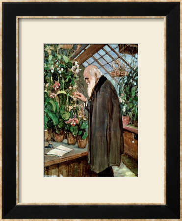 Charles Robert Darwin by John Collier Pricing Limited Edition Print image