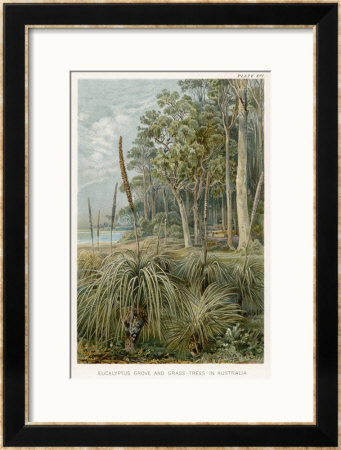 Xanthorhoea In An Australian Eucalyptus Forest by J. Selleny Pricing Limited Edition Print image