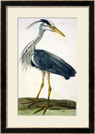 The Heron Plate From The British Zoology Class Ii: Birds by Peter Paillou Pricing Limited Edition Print image