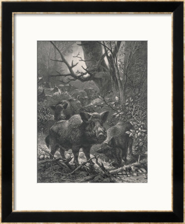 Herd Of Wild Boar Wander Through The Woods by Specht Pricing Limited Edition Print image