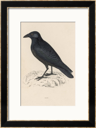 Carrion Crow by Reverend Francis O. Morris Pricing Limited Edition Print image