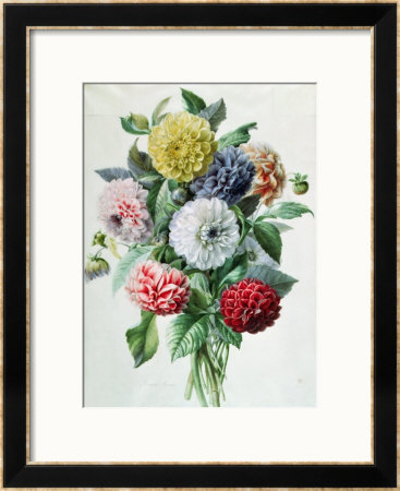 Dahlia by Marie-Anne Pricing Limited Edition Print image